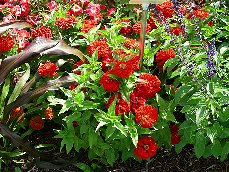 Species - 2006 - Annual Flower Research at Bluegrass Lane